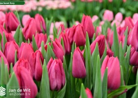 Tulipa Sweet Rosy (3)